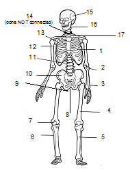 Learn The Major Bones In The Body